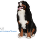 Image for article titled Amazon's Error Dogs, Ranked